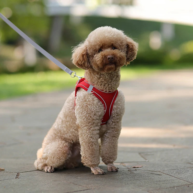 Adjustable Dog Harness & Leash Set – Comfortable Vest for Small Dogs & Cats – Ideal for Chihuahuas, Pugs, French Bulldogs & More