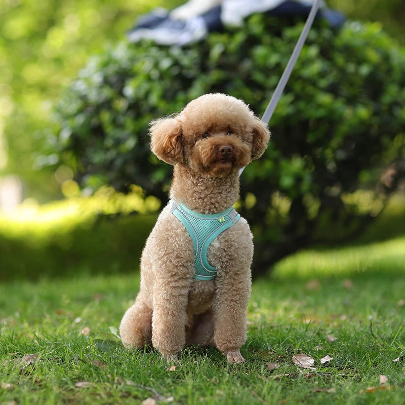 Adjustable Dog Harness & Leash Set – Comfortable Vest for Small Dogs & Cats – Ideal for Chihuahuas, Pugs, French Bulldogs & More