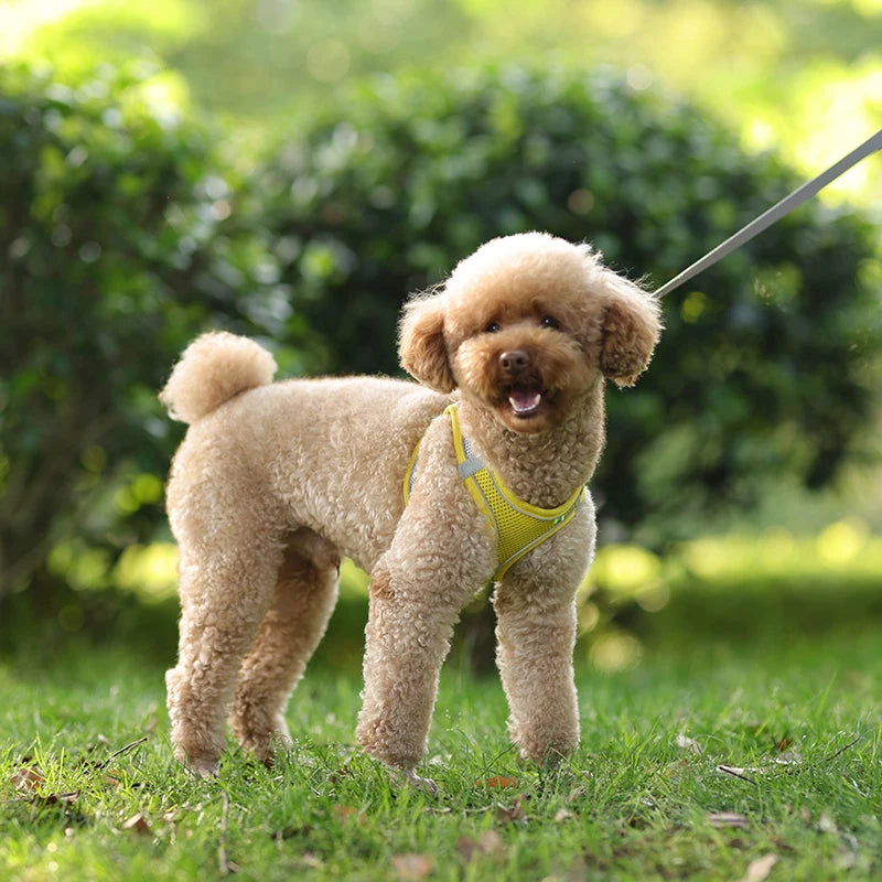 Adjustable Dog Harness & Leash Set – Comfortable Vest for Small Dogs & Cats – Ideal for Chihuahuas, Pugs, French Bulldogs & More