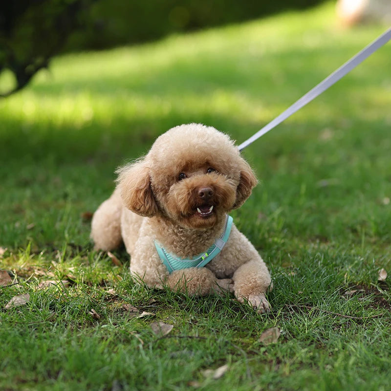 Adjustable Dog Harness & Leash Set – Comfortable Vest for Small Dogs & Cats – Ideal for Chihuahuas, Pugs, French Bulldogs & More