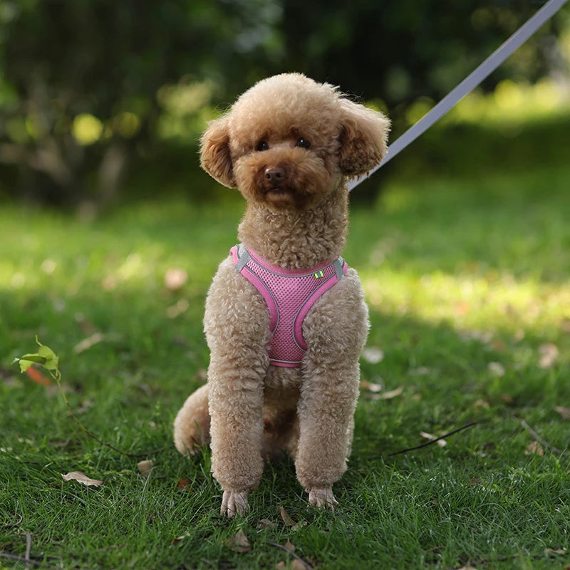 Adjustable Dog Harness & Leash Set – Comfortable Vest for Small Dogs & Cats – Ideal for Chihuahuas, Pugs, French Bulldogs & More